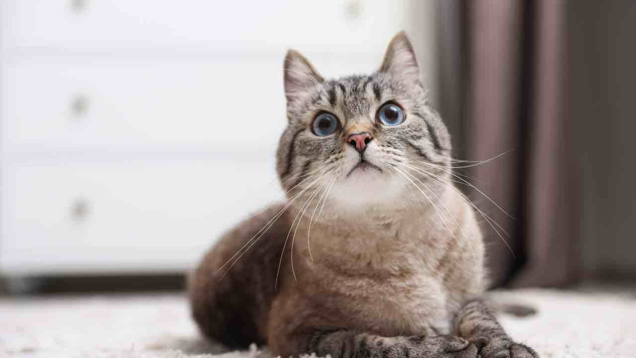 Il tuo vecchio gatto non beve | ecco cosa devi fare per idratarlo