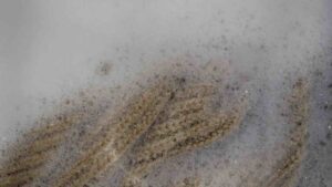 lavare maglione di lana